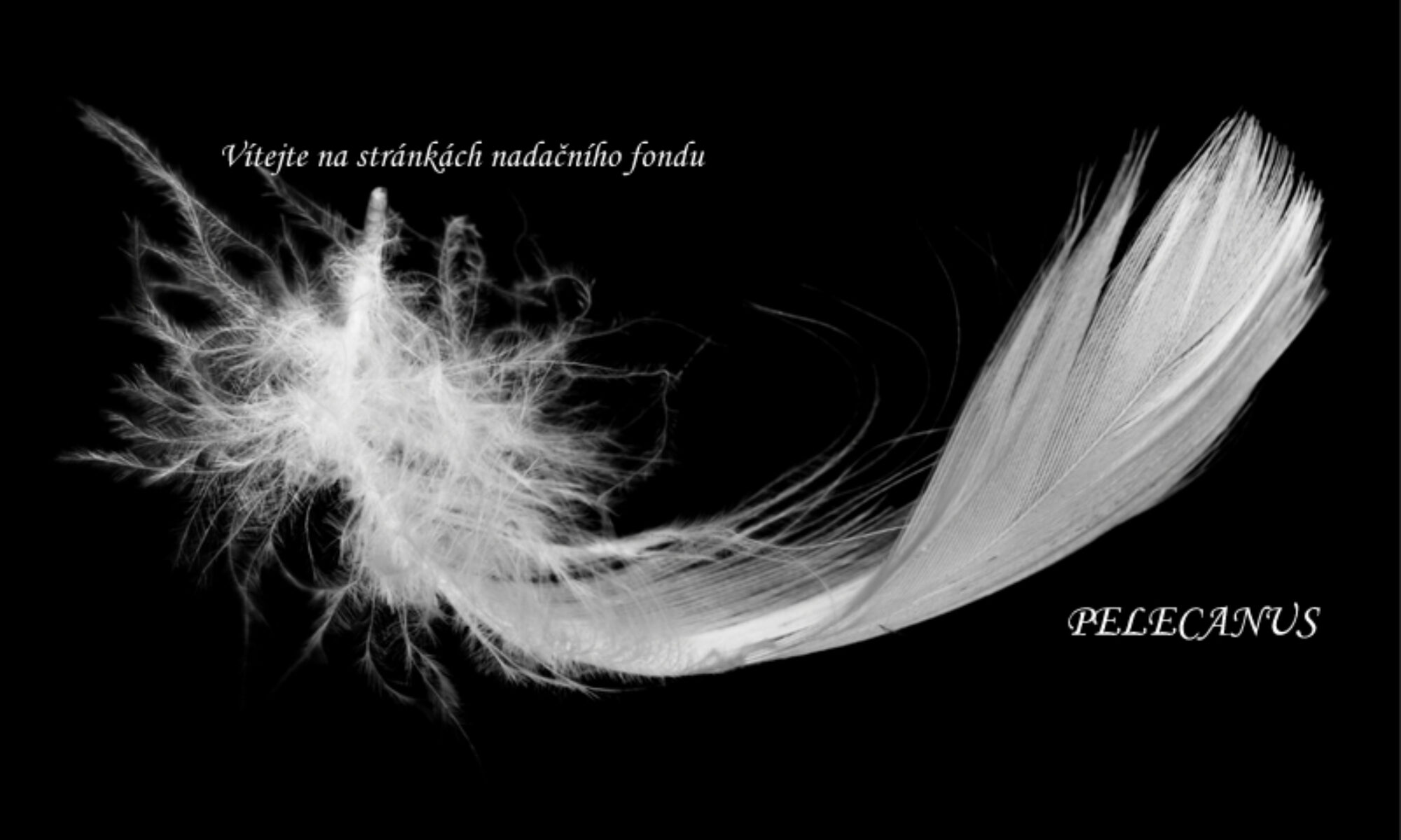 www.pelecanus.cz